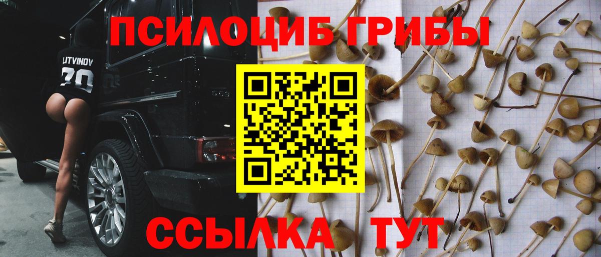 Галлюциногенные грибы Psilocybe  Вход с VPN  Малоярославец  Галлюциногенные грибы мицелий 